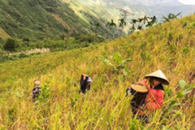 Lời tạ ơn từ rẫy cao (Sản phẩm Bột dinh dưỡng lúa rẫy)